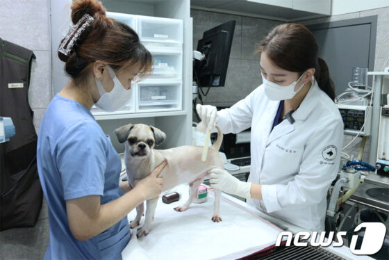 “마이크로니들링 시술로 반려동물 탈모 치료”