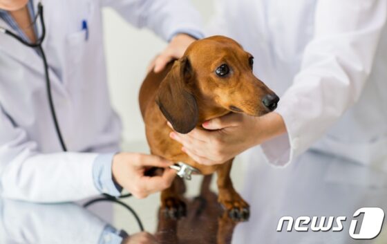 “노령동물 건강검진 6개월마다 해야”