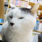 Profile picture of cico