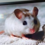 Profile picture of 햄서터의시대는온다