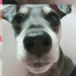 Profile picture of 팬더곰